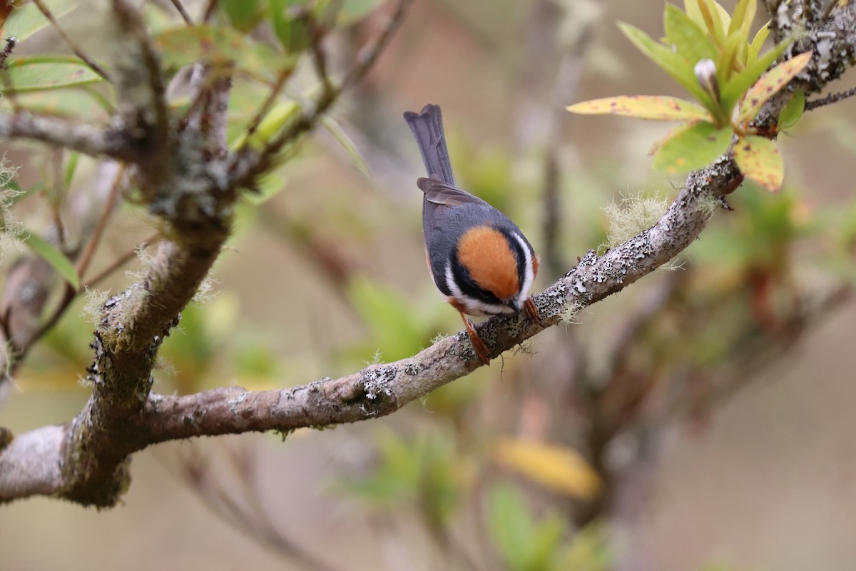 Black-throated Tit - ML531381311