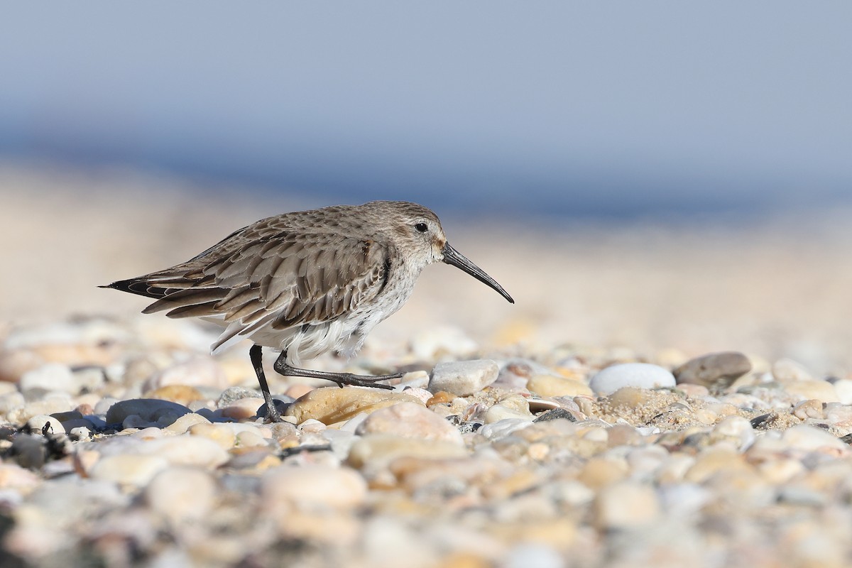 Dunlin - ML531381461