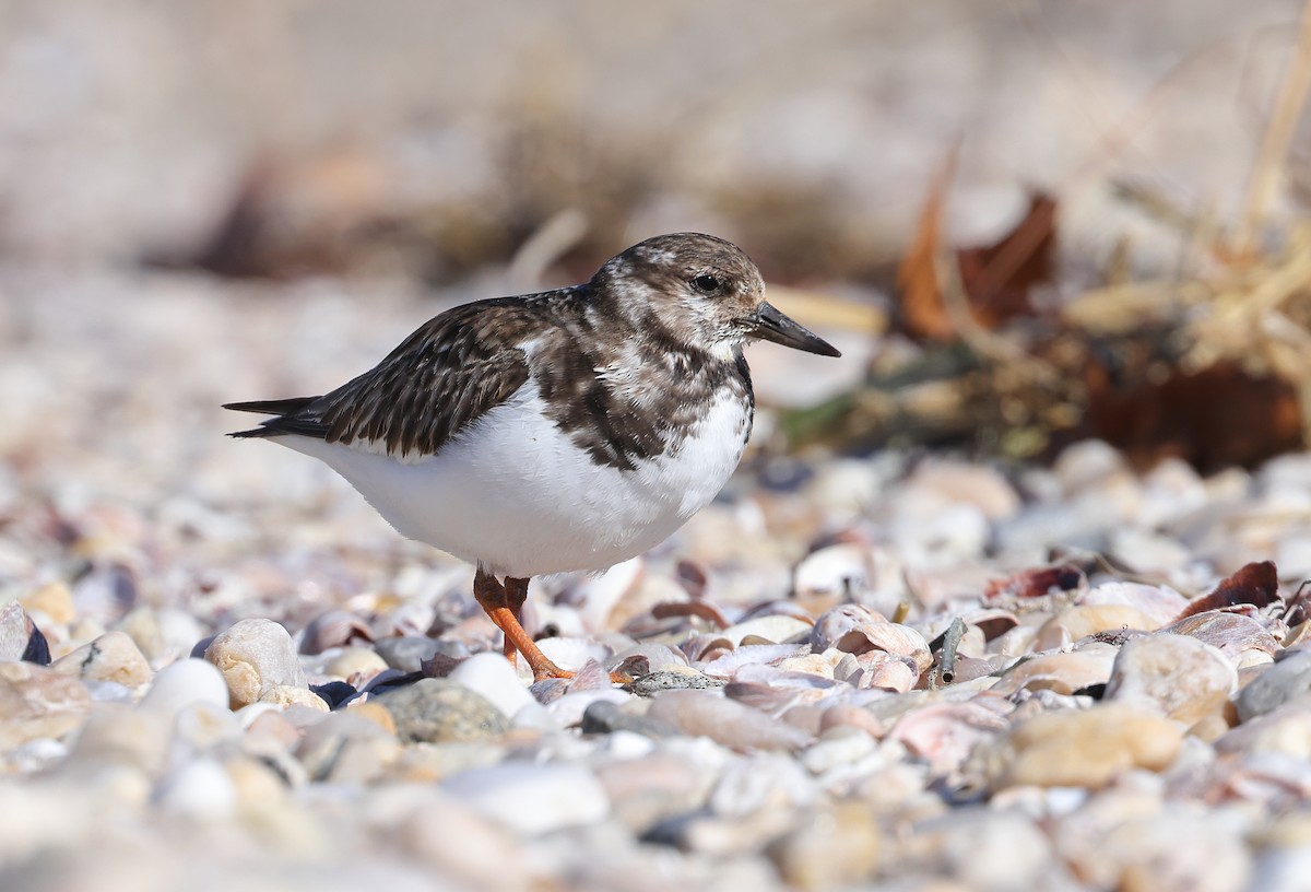 Ruddy Turnstone - ML531381541