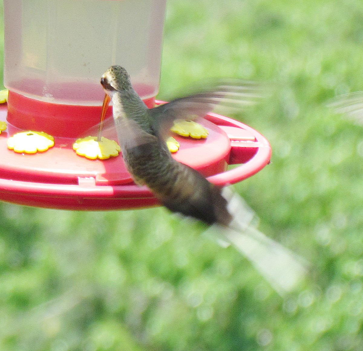 kolibřík západomexický (ssp. griseoventer) - ML531381571