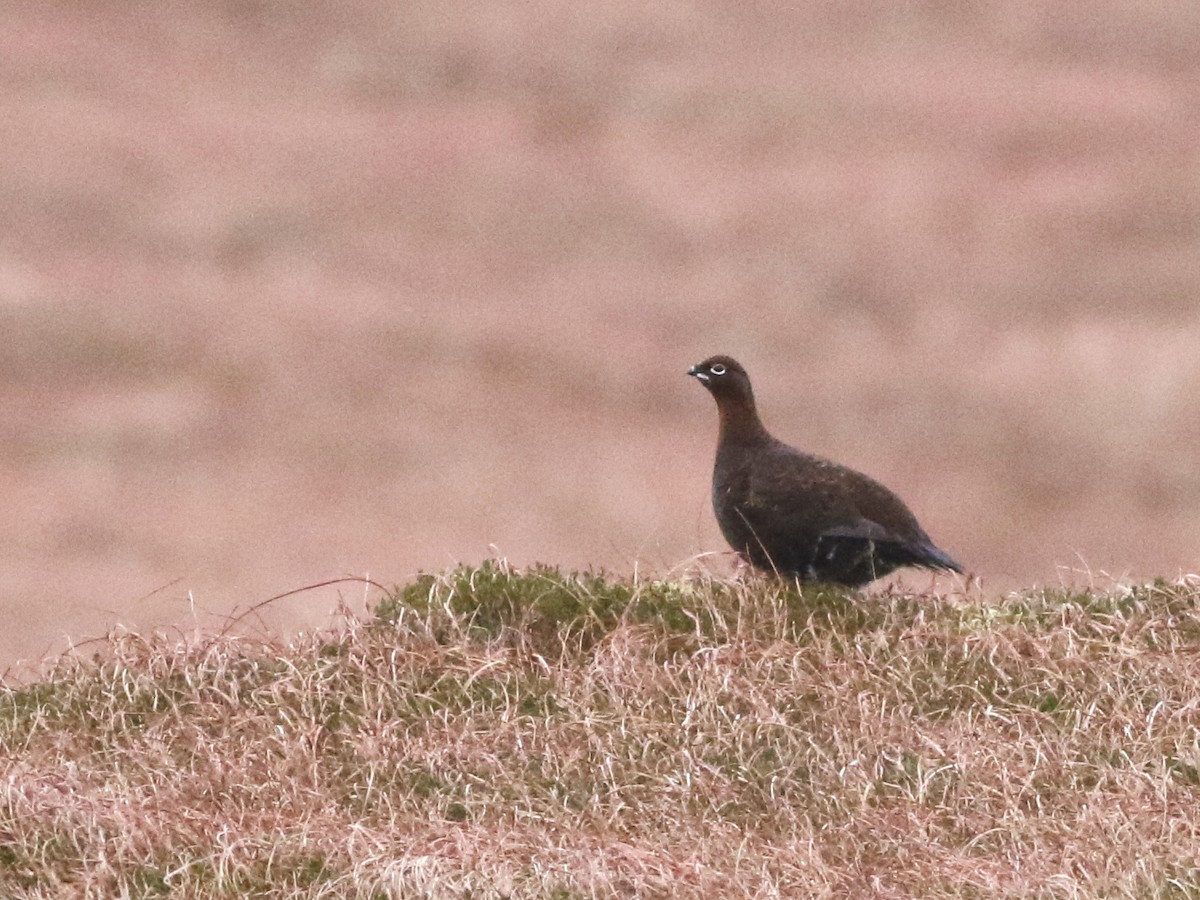 Willow Ptarmigan (Red Grouse) - ML531382181