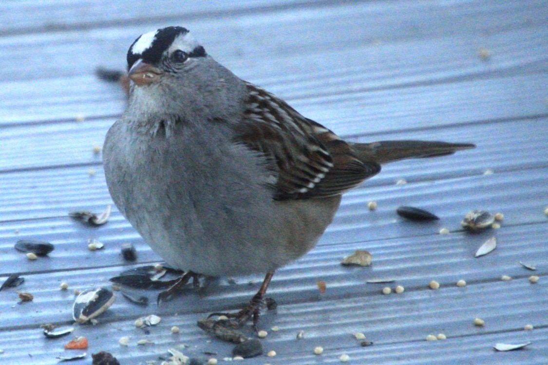 White-crowned Sparrow - ML531382671