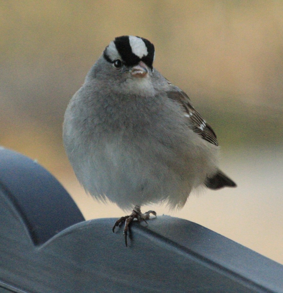 White-crowned Sparrow - ML531382681