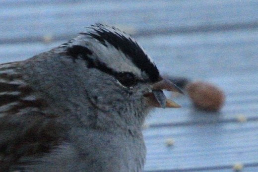 White-crowned Sparrow - ML531382691