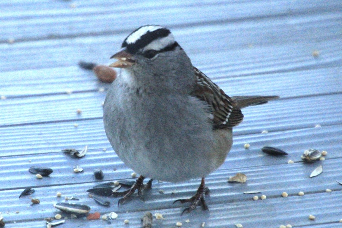 White-crowned Sparrow - ML531382701