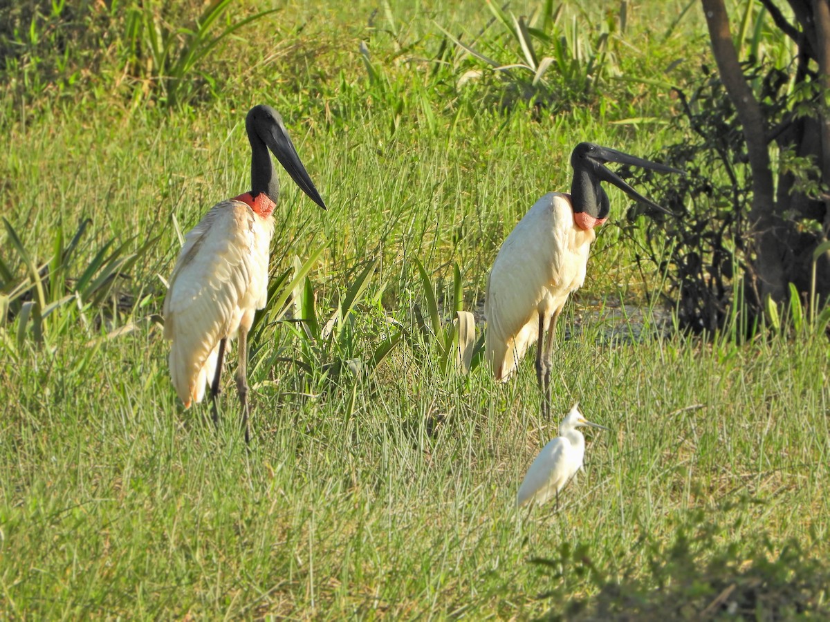 Jabiru d'Amérique - ML531382771