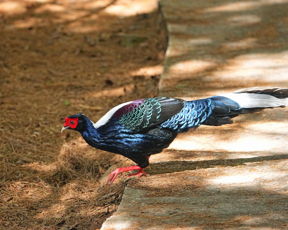 Swinhoe's Pheasant - ML531382901