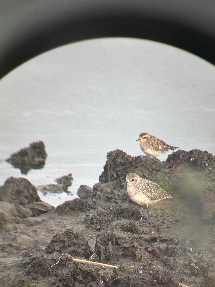 Pacific Golden-Plover - ML531383161