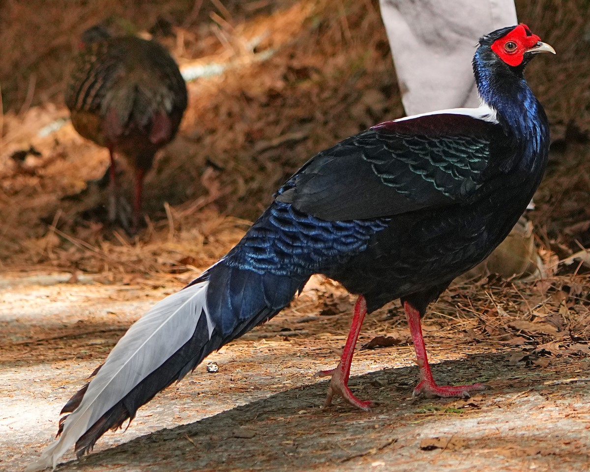 Swinhoe's Pheasant - ML531383341