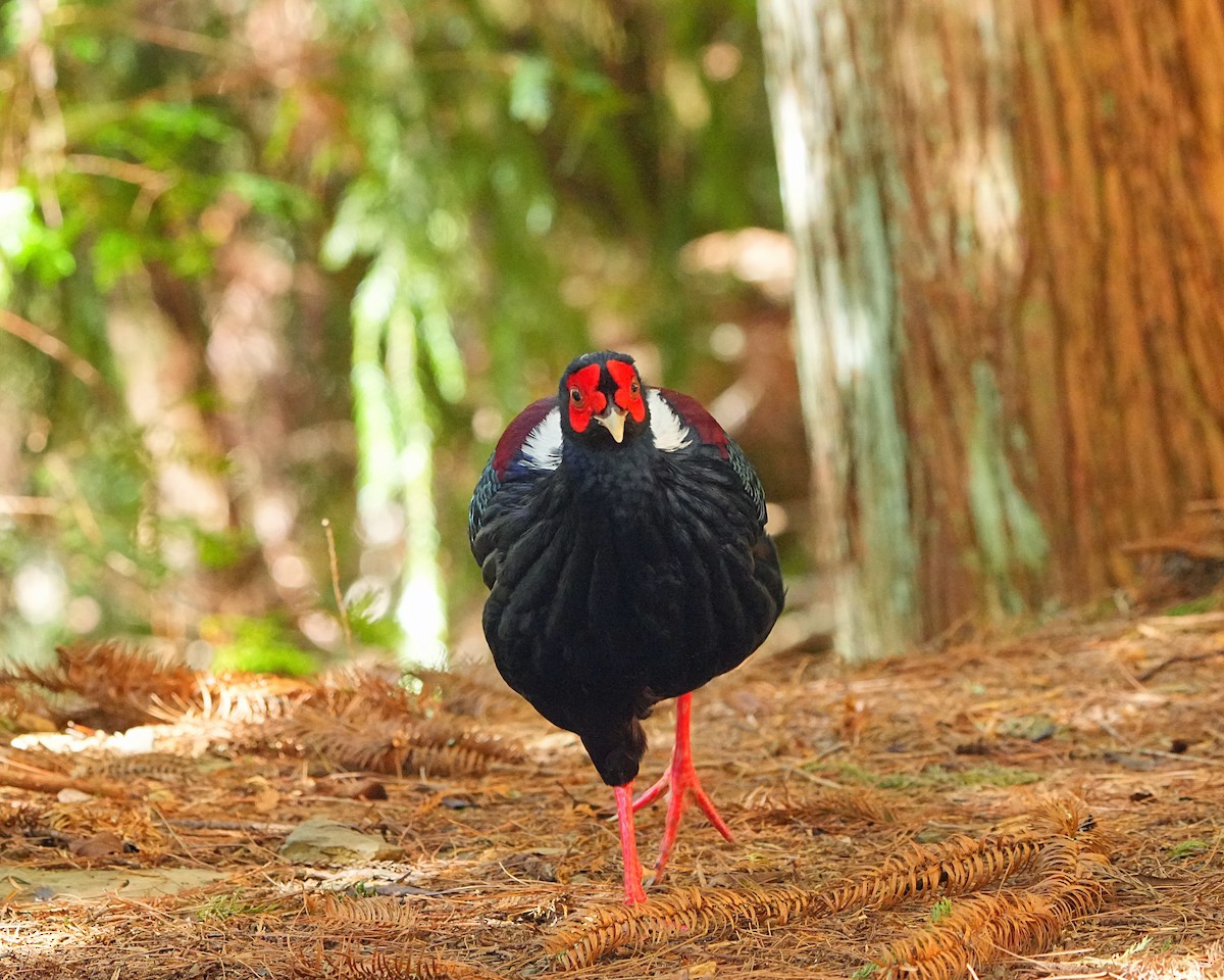 Swinhoe's Pheasant - ML531383561