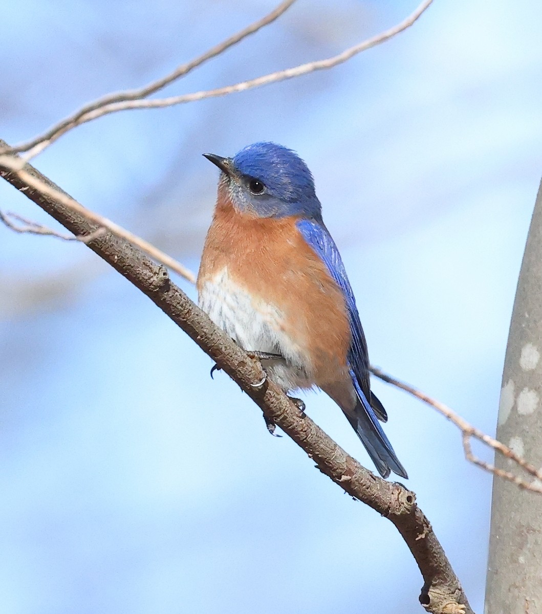 Eastern Bluebird - ML531383601