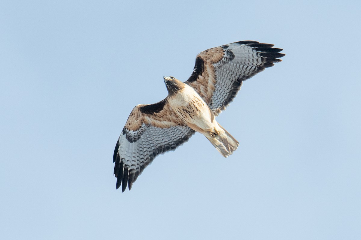 Red-tailed Hawk - ML531383611