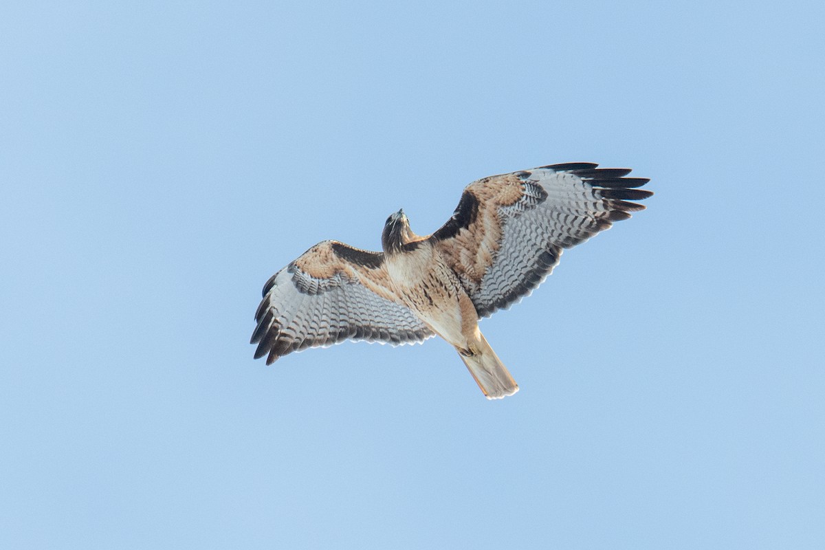 Red-tailed Hawk - ML531383621