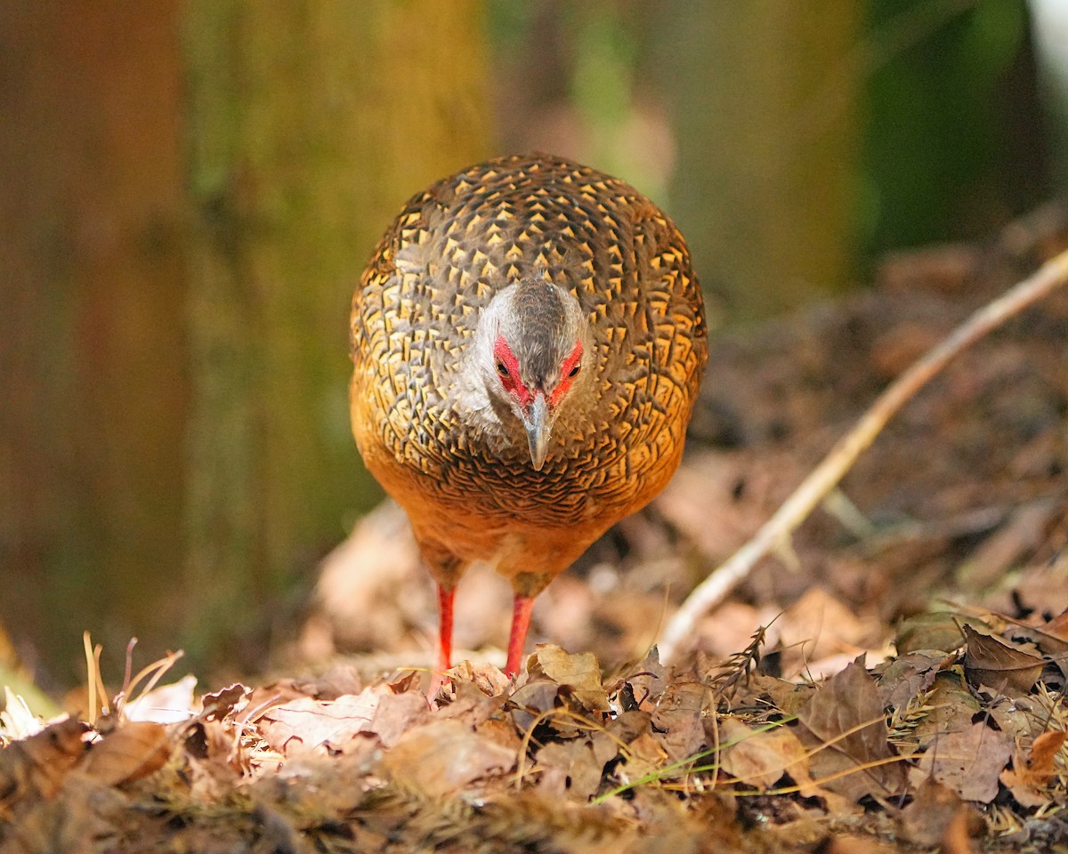 Swinhoe's Pheasant - Mei Hsiao