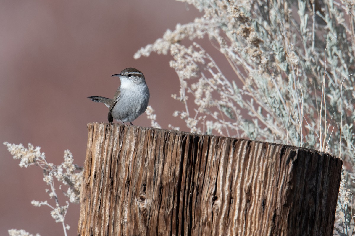 Bewick's Wren - ML531383691