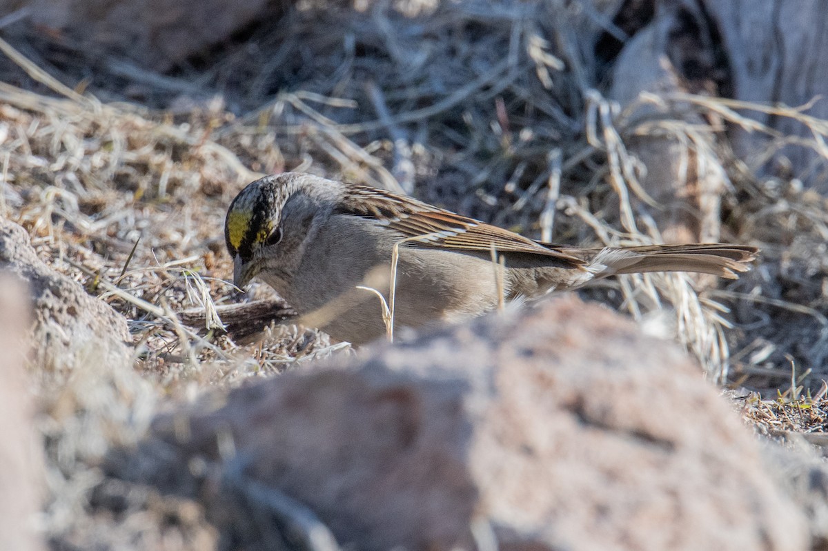 Golden-crowned Sparrow - ML531383711