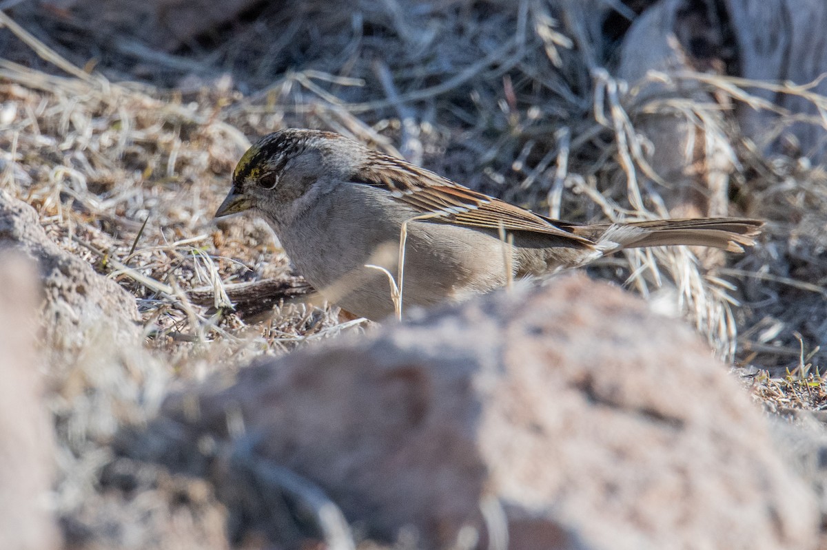 Golden-crowned Sparrow - ML531383721