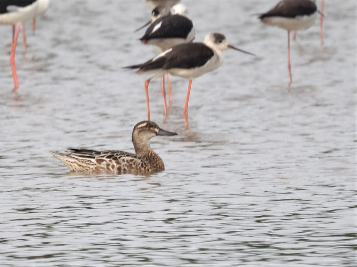 Garganey - ML531383781