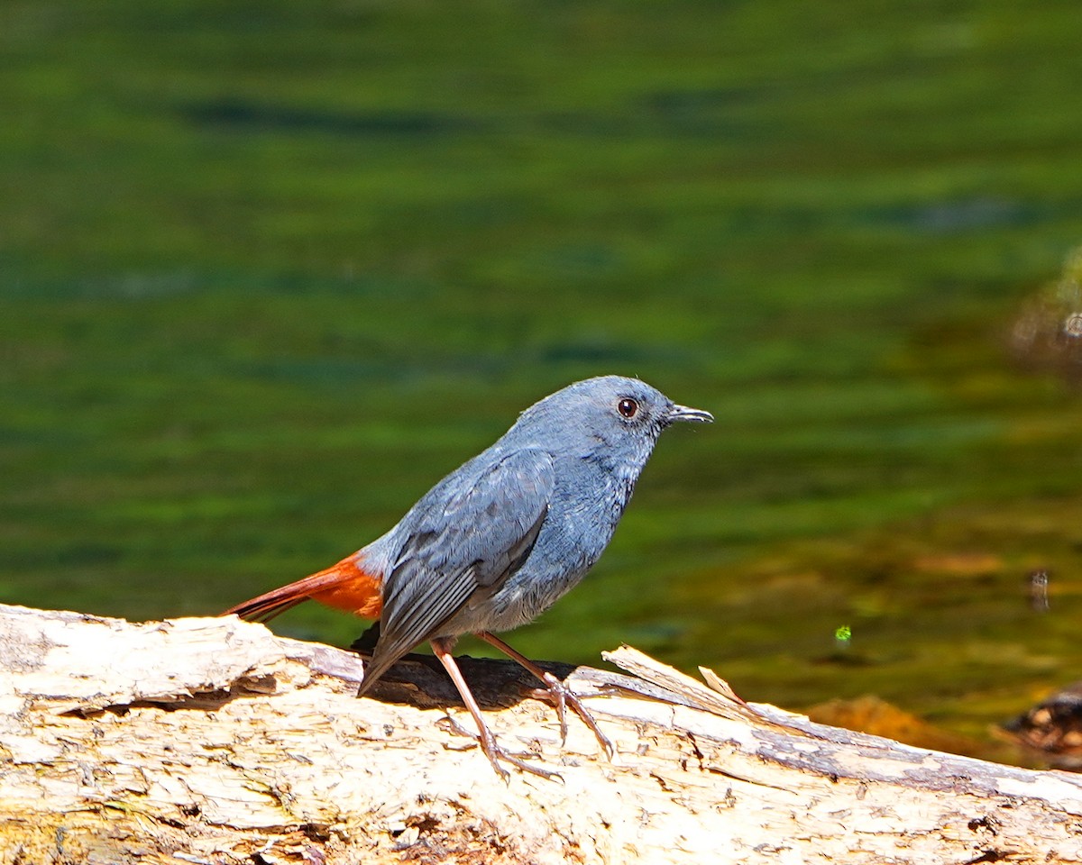 Plumbeous Redstart - ML531383861