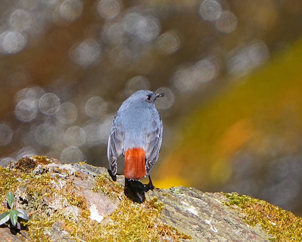 Plumbeous Redstart - ML531384031