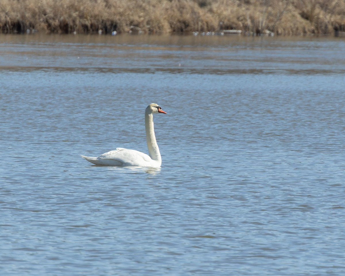 Mute Swan - ML531384051