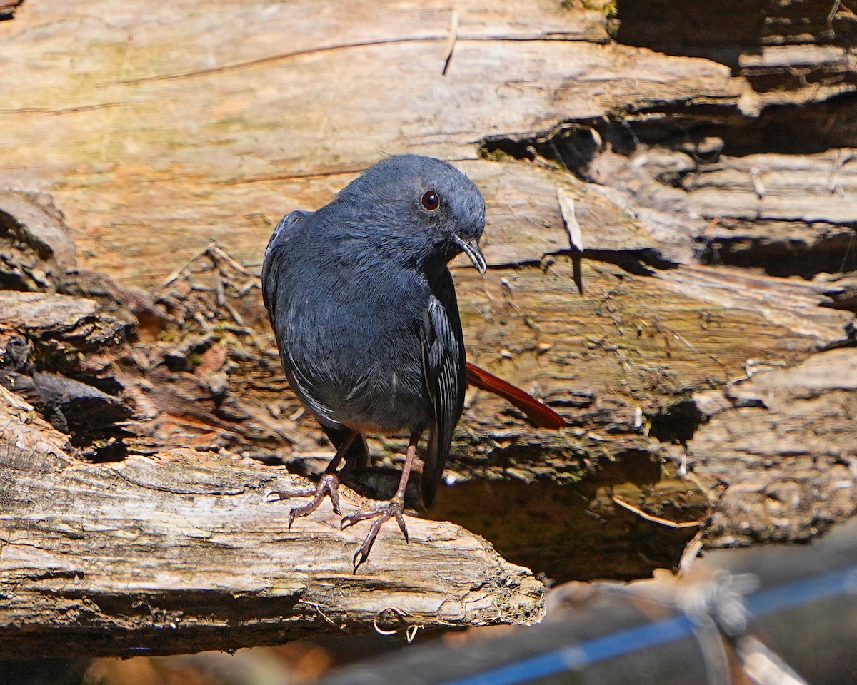 Plumbeous Redstart - ML531384171