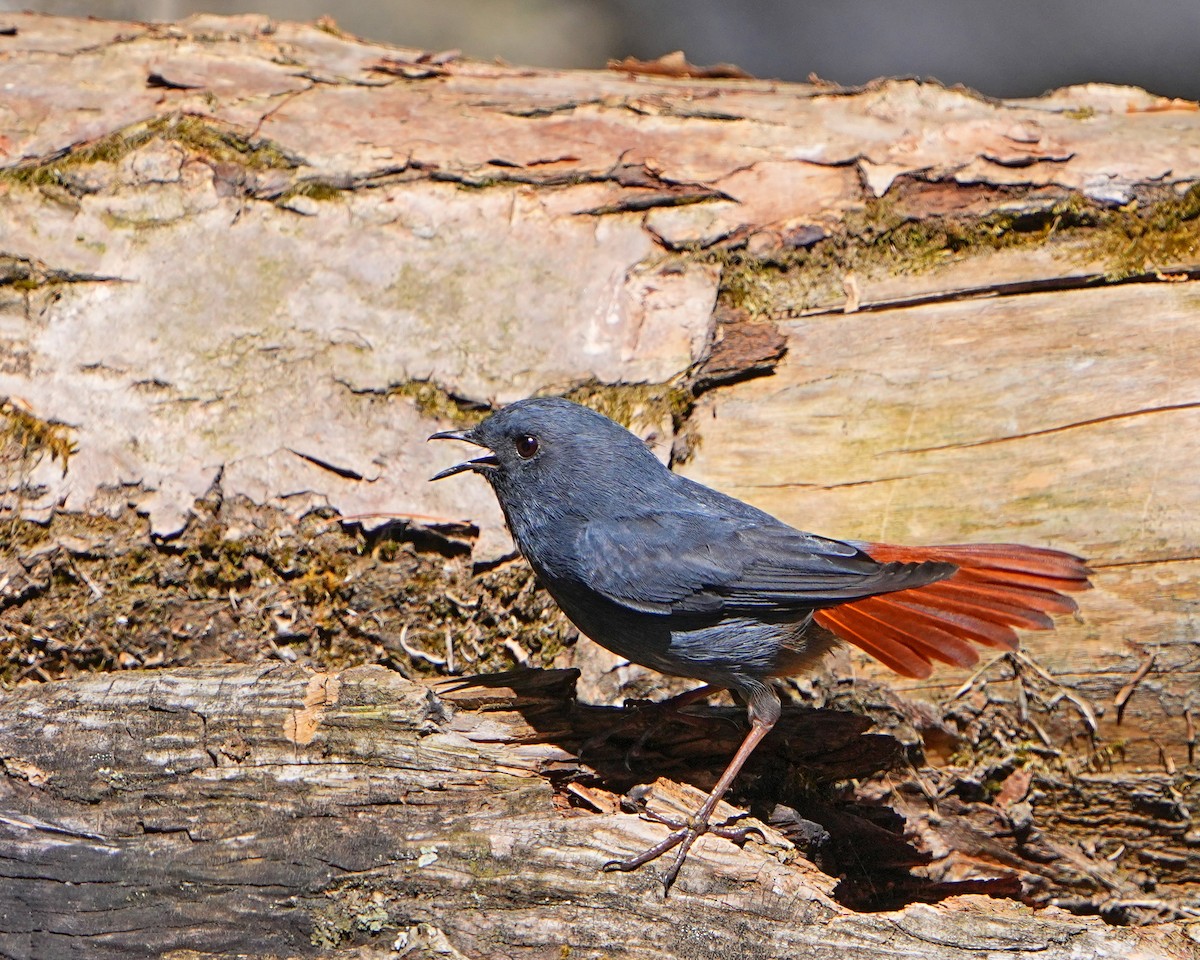 Plumbeous Redstart - ML531384331