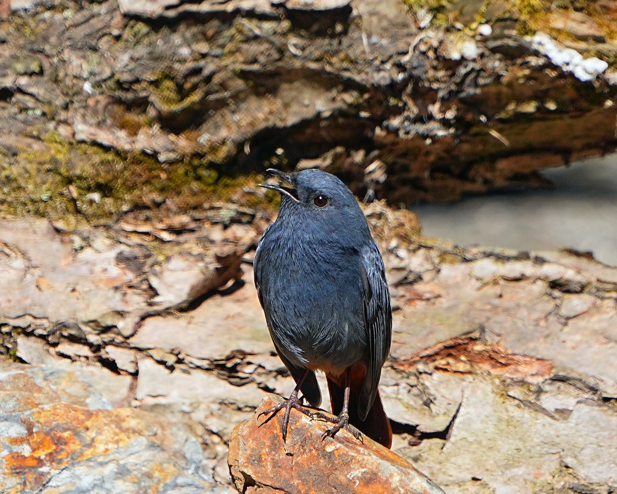 Plumbeous Redstart - ML531384351