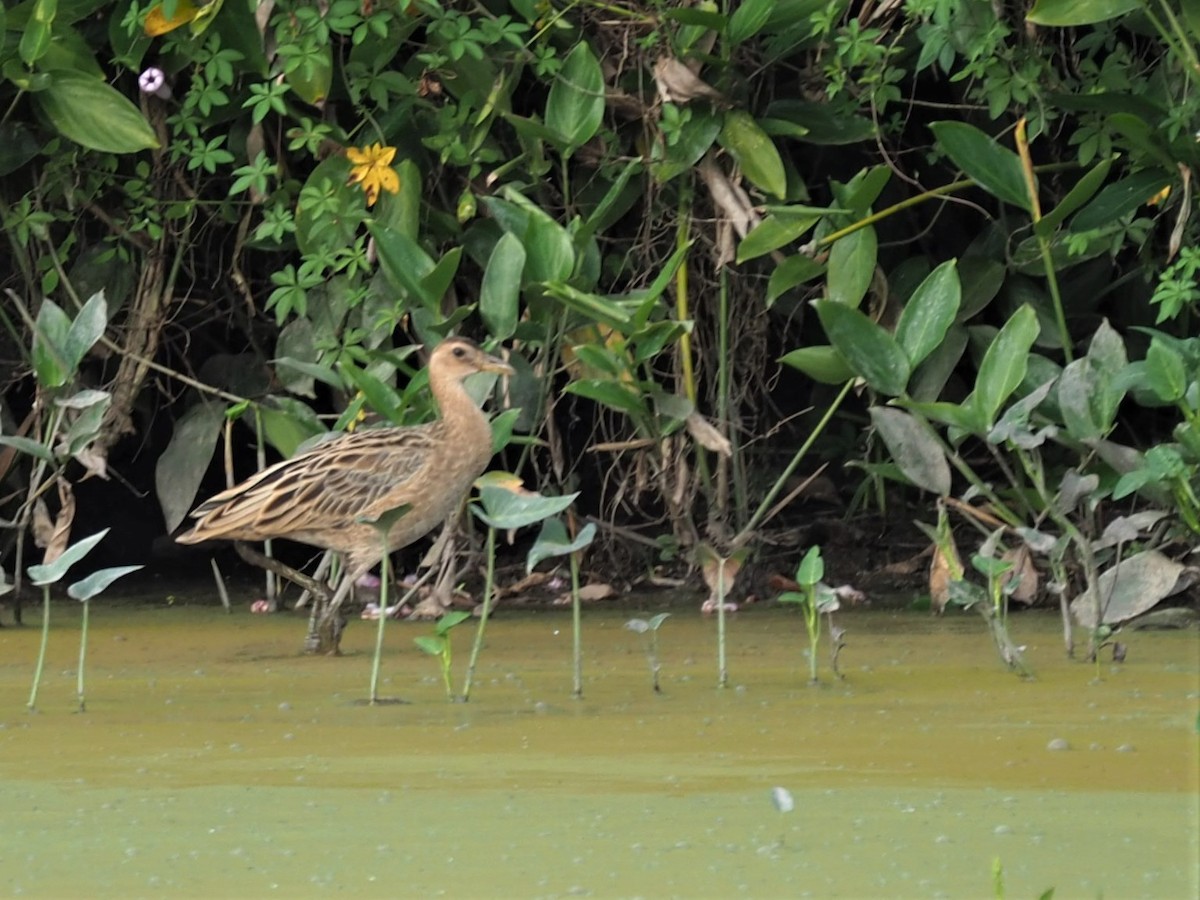 Watercock - ML531384591