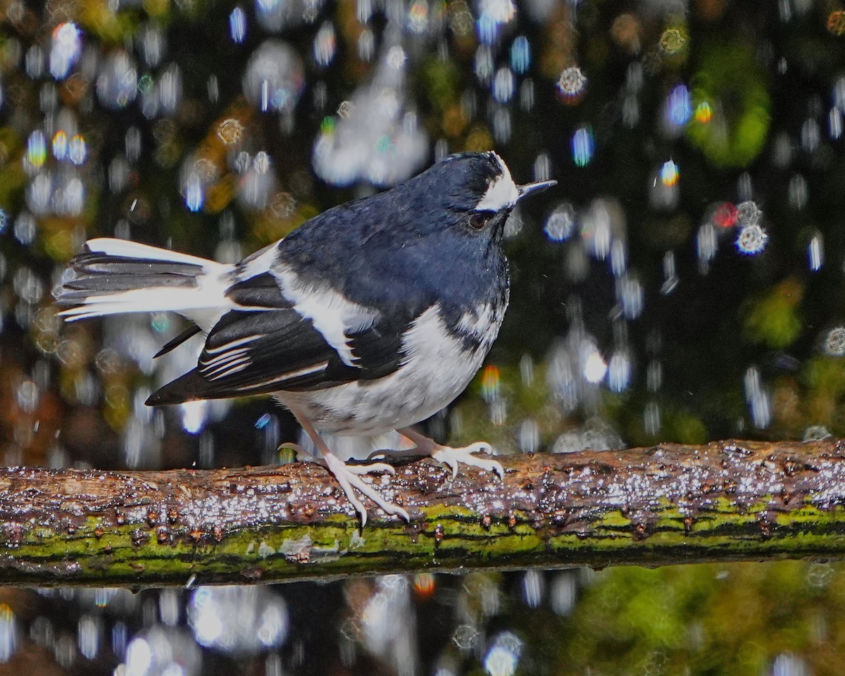 Little Forktail - ML531384711