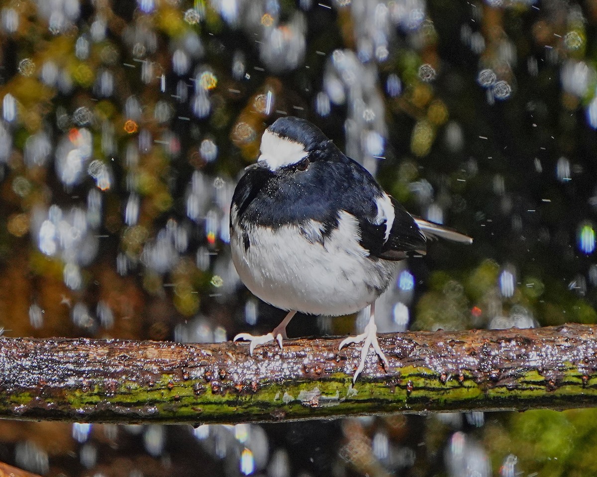 Little Forktail - ML531384771