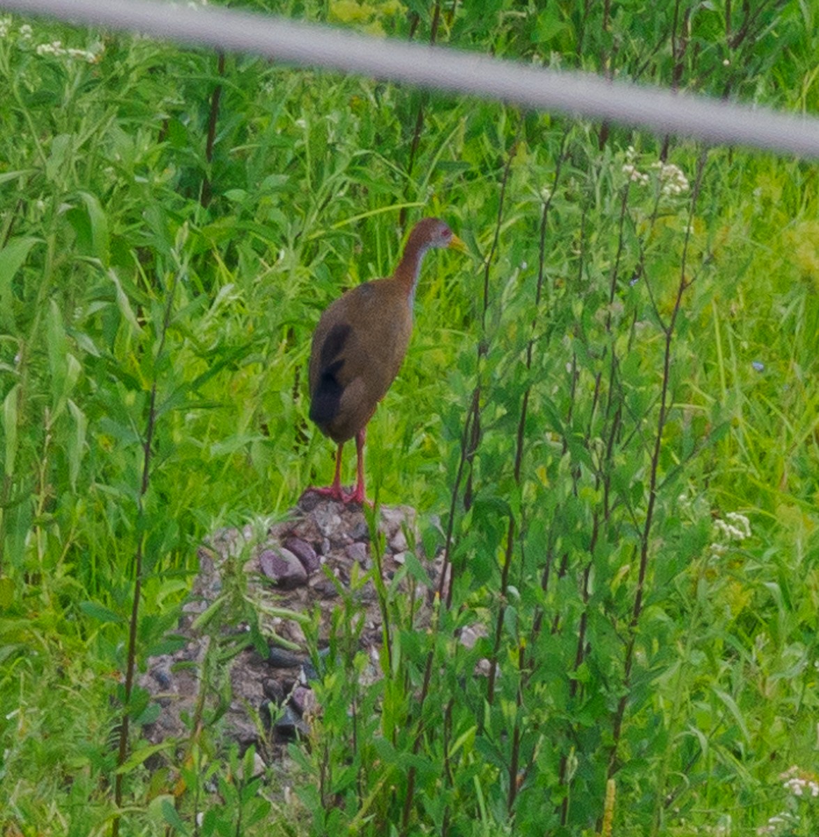 Giant Wood-Rail - ML531384841