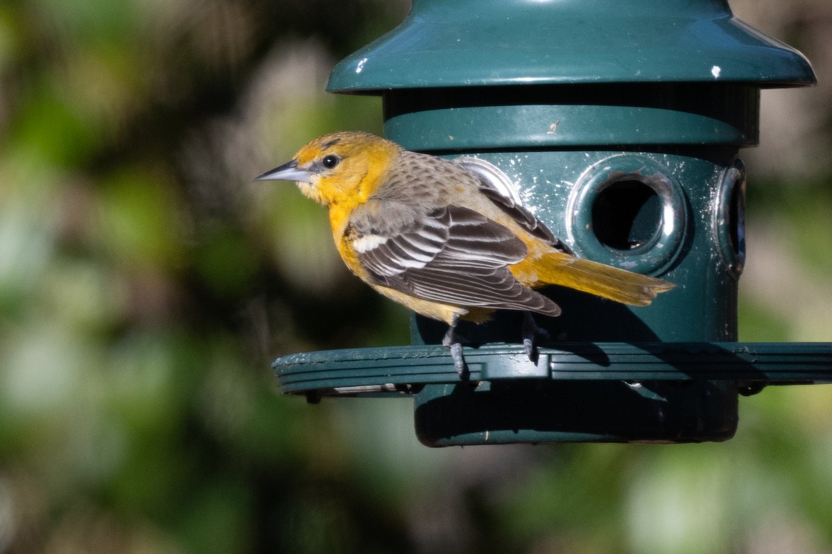 Baltimore Oriole - Larry D Tipton