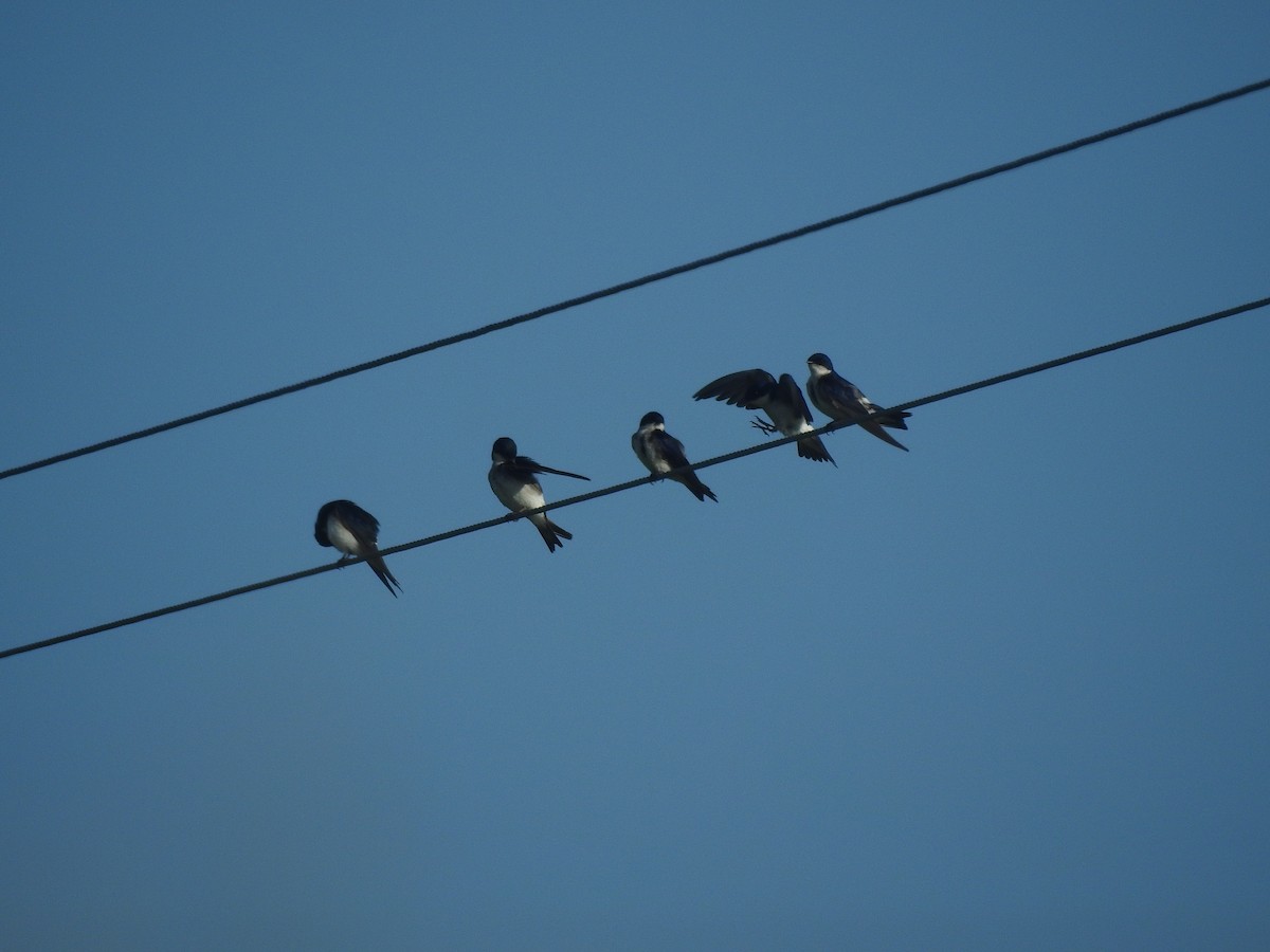 Chilean Swallow - ML531386051