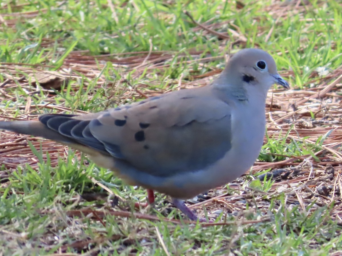 Mourning Dove - ML531386231