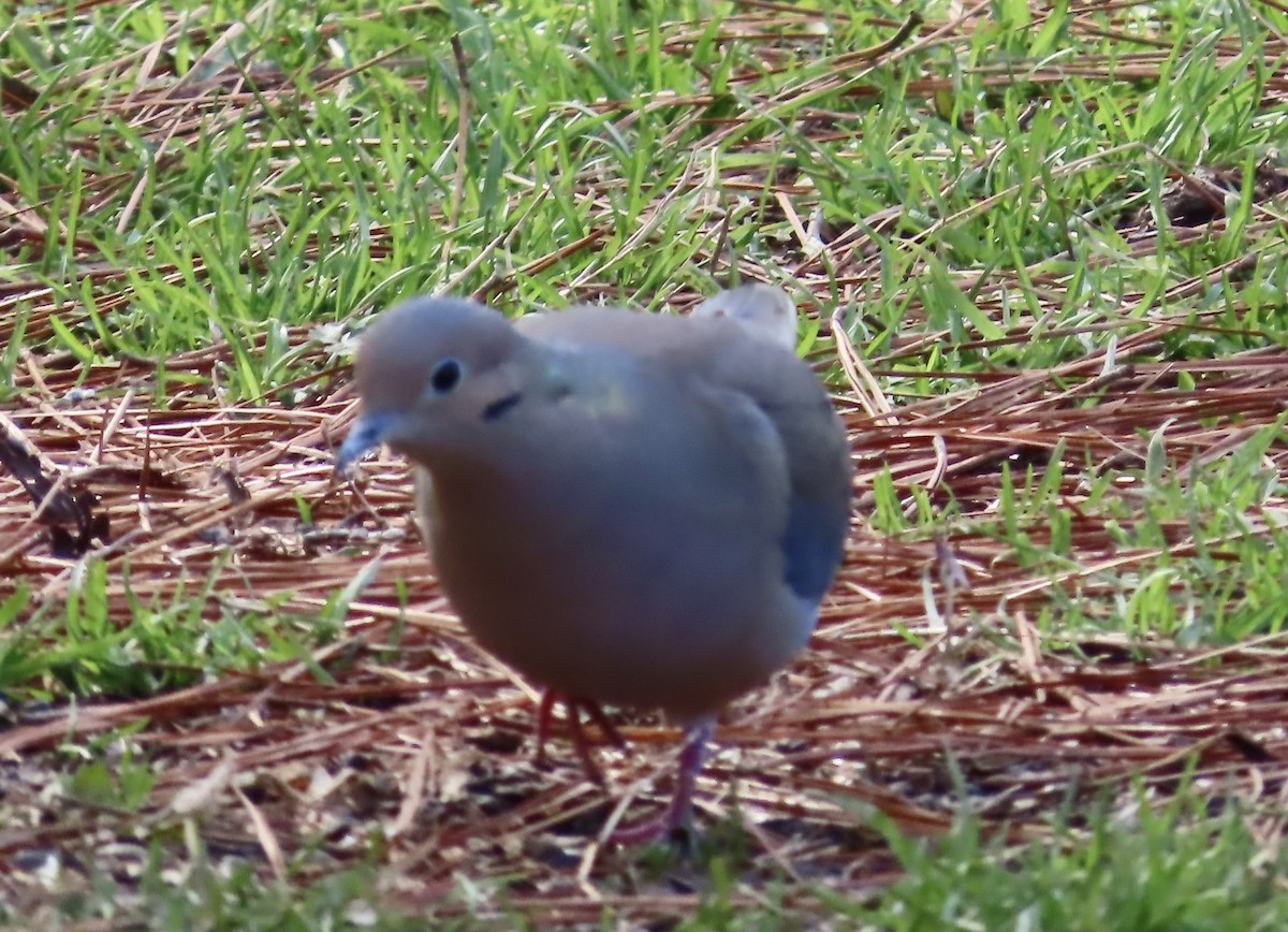 Mourning Dove - ML531386241