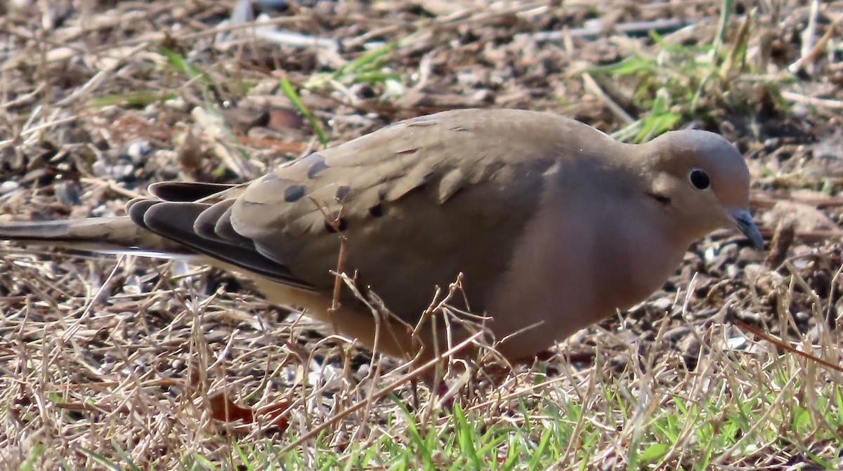 Mourning Dove - ML531386251