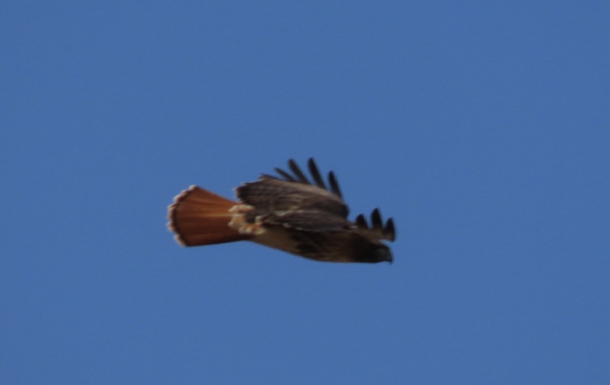 Red-tailed Hawk - ML531386281