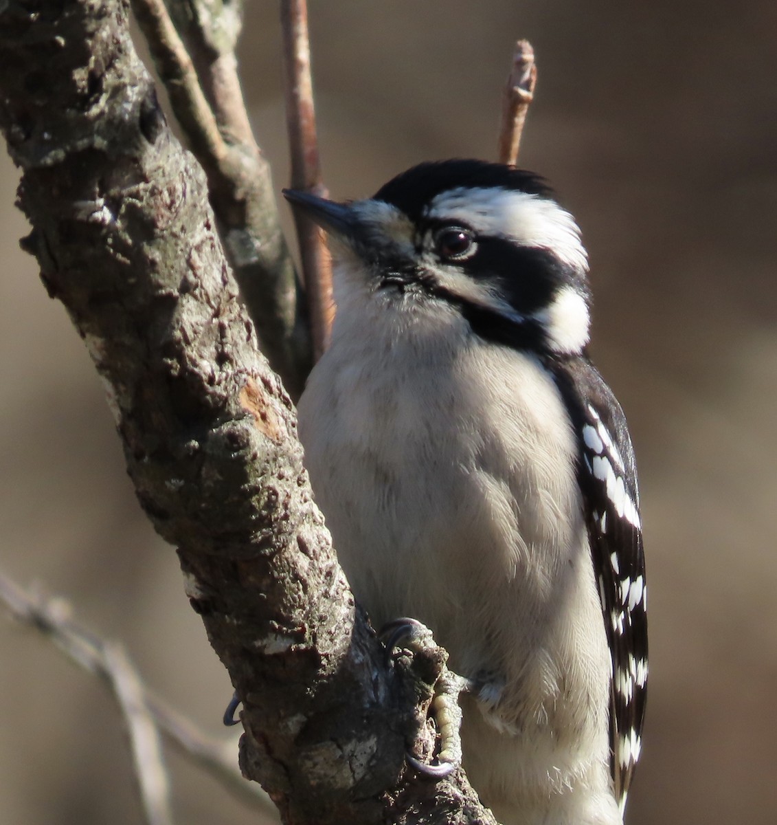 Downy Woodpecker - ML531386341