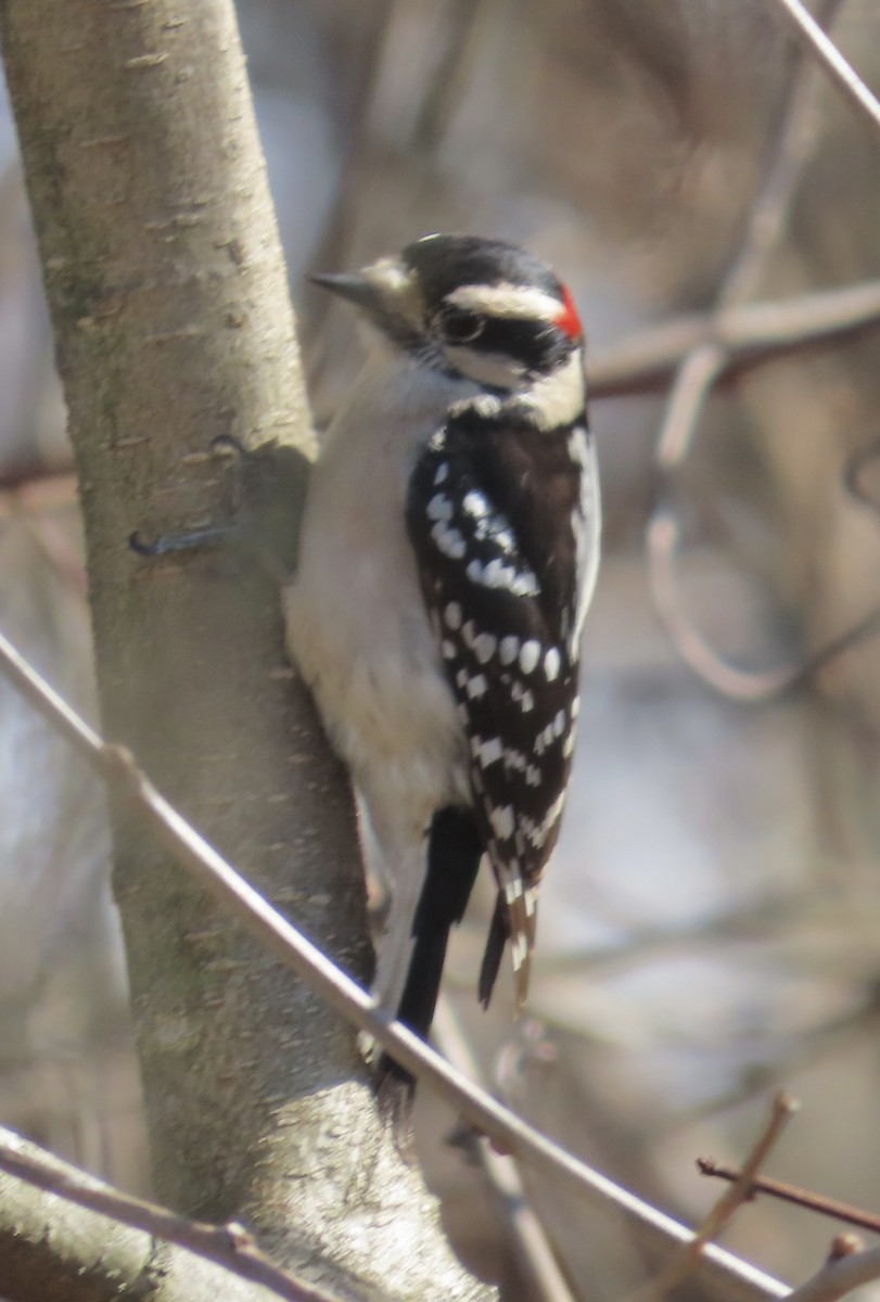 Downy Woodpecker - ML531386351