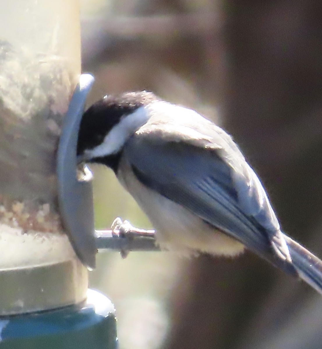 Carolina Chickadee - ML531386441