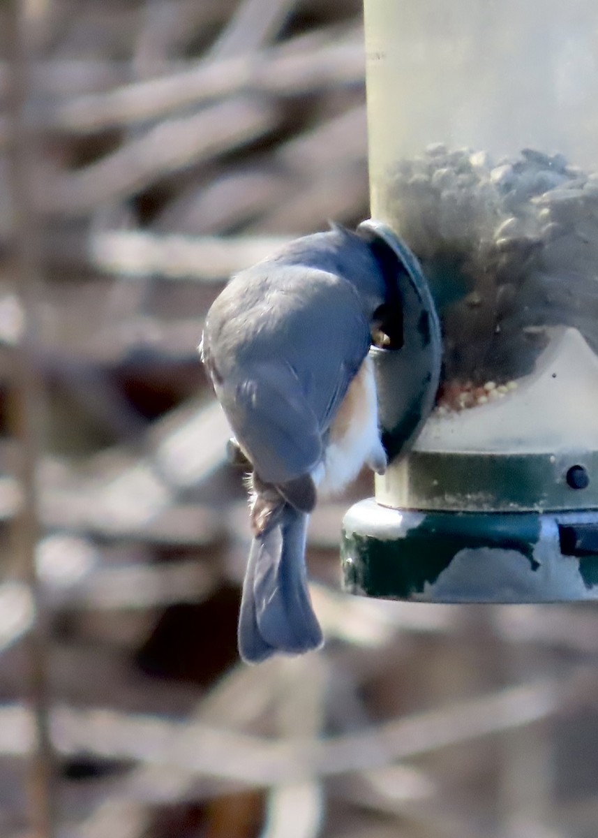 Tufted Titmouse - ML531386471