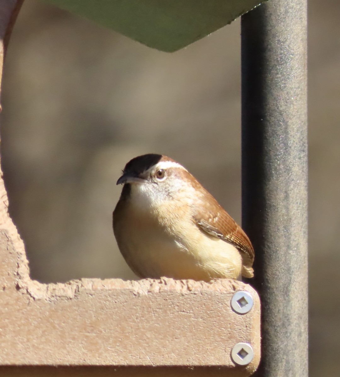 Carolina Wren - ML531386631