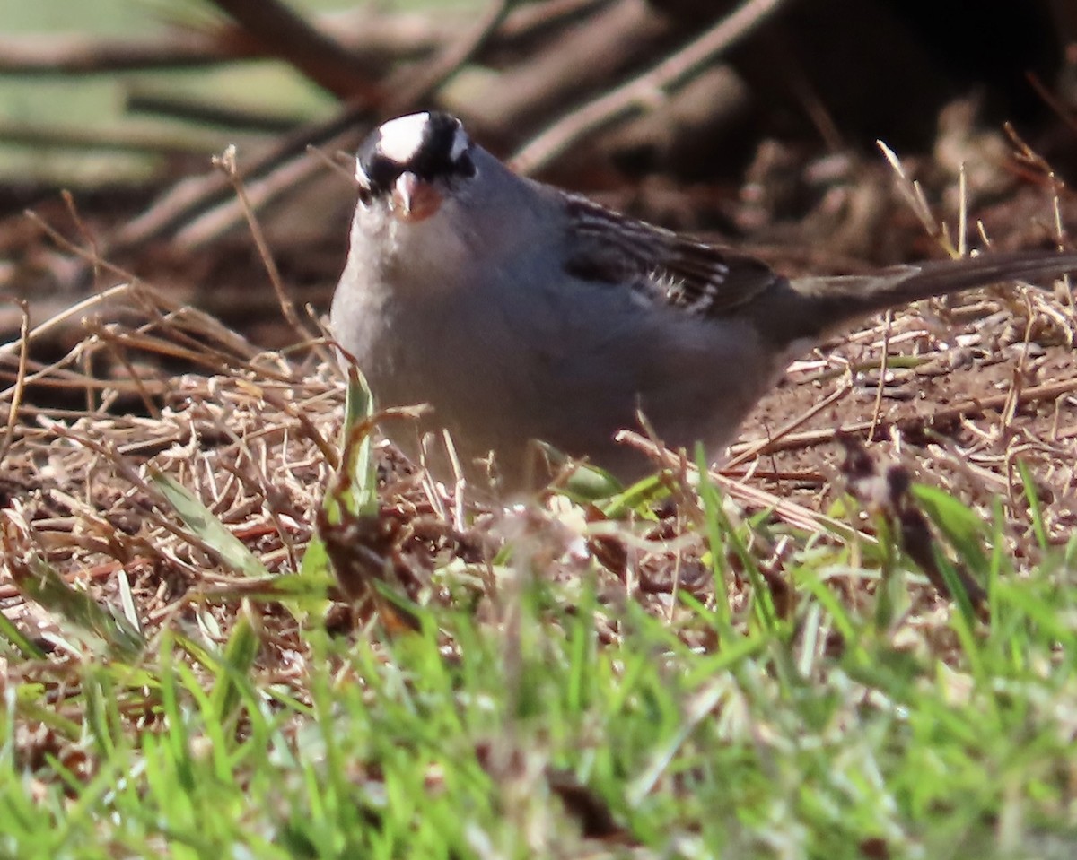 Bruant à couronne blanche - ML531387141