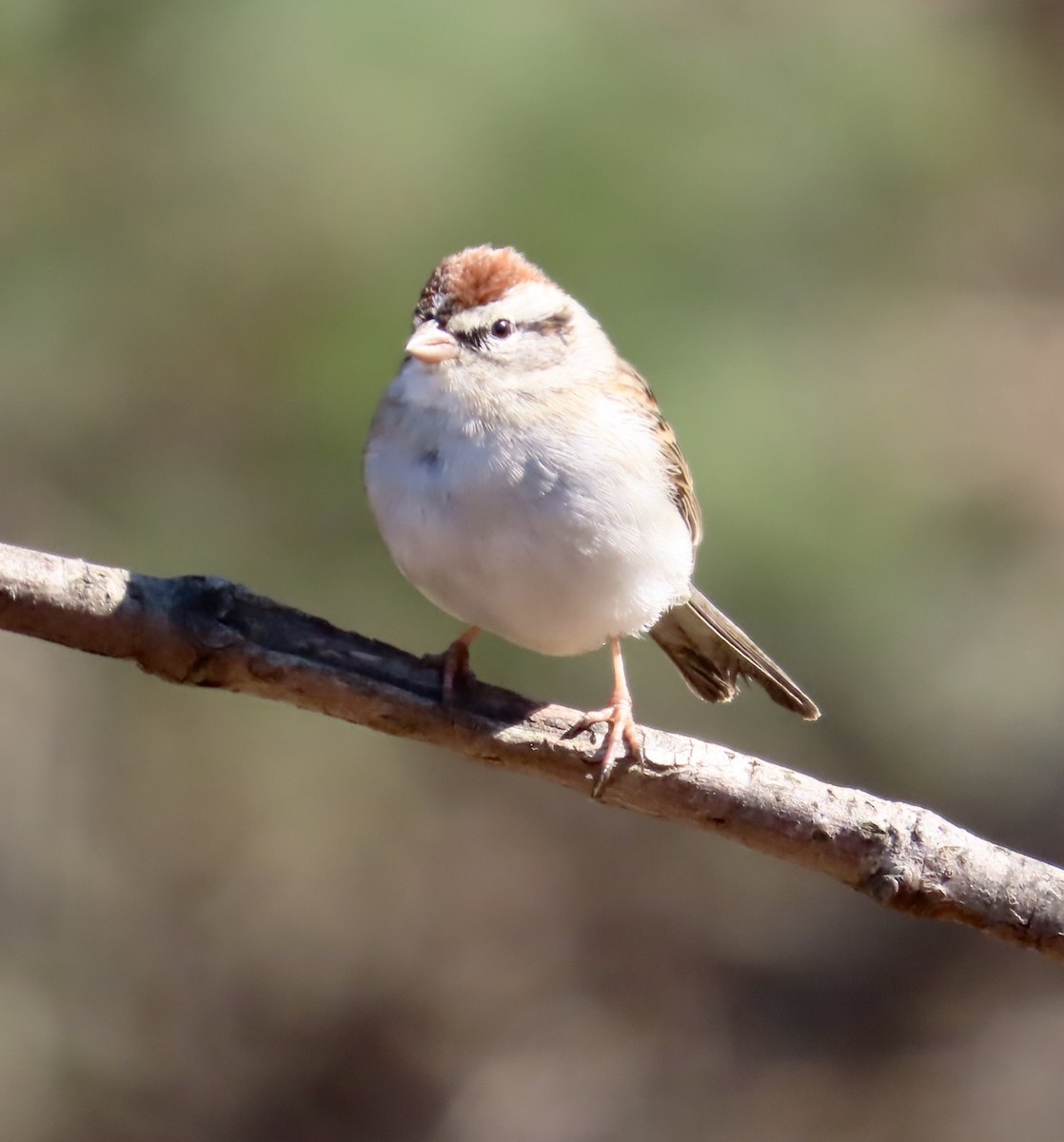 Chipping Sparrow - ML531387221
