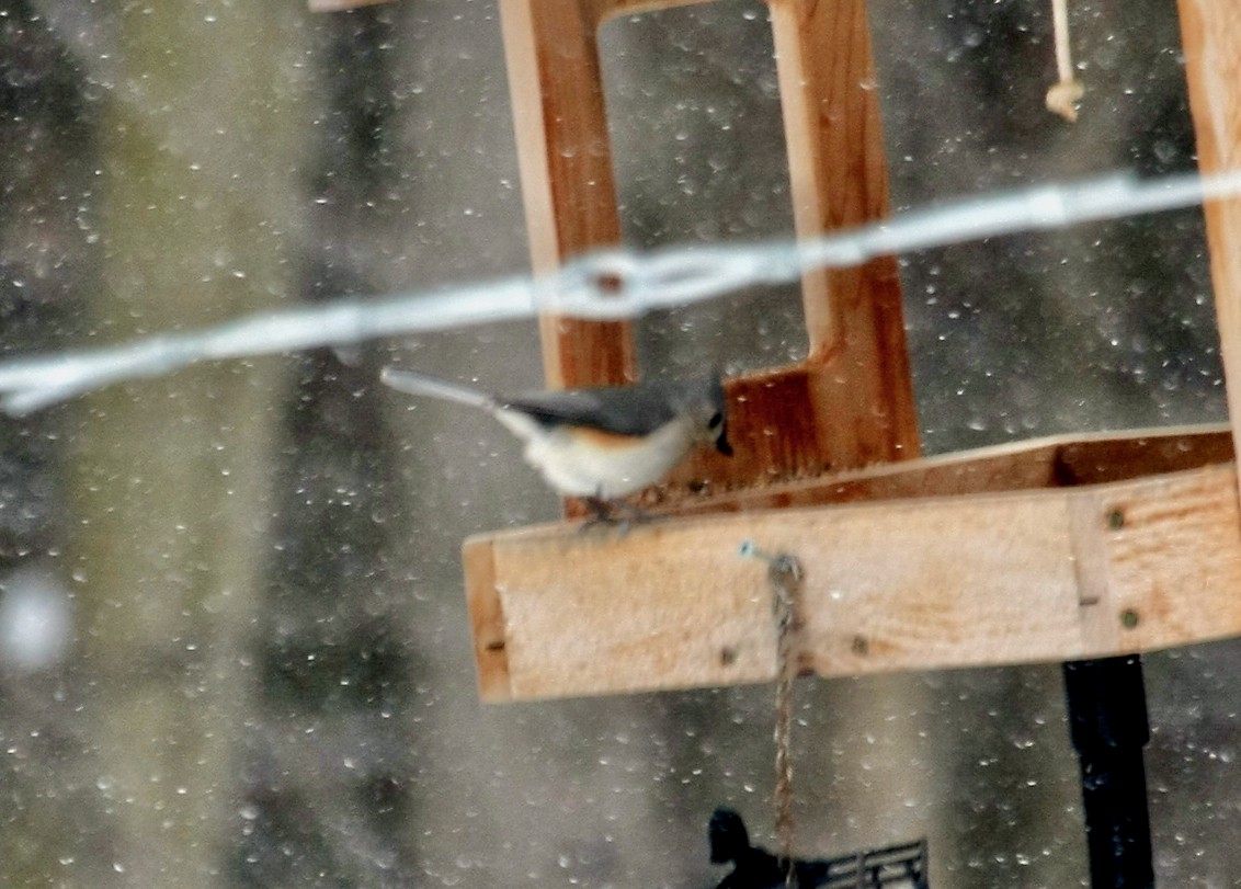 Tufted Titmouse - ML531387331