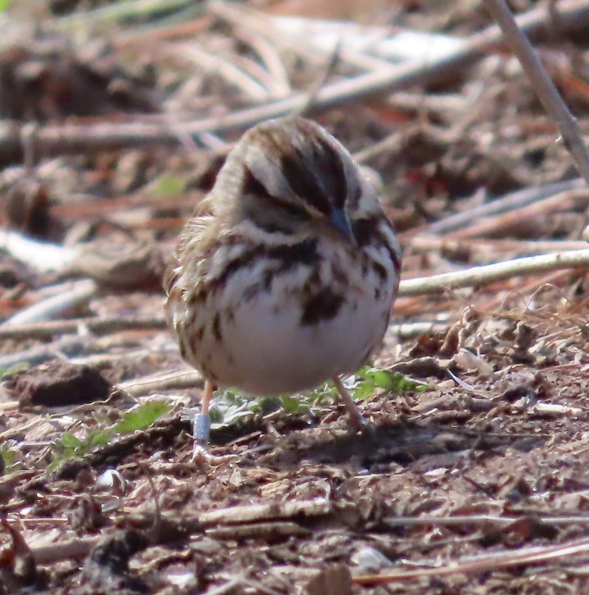 Song Sparrow - ML531387351