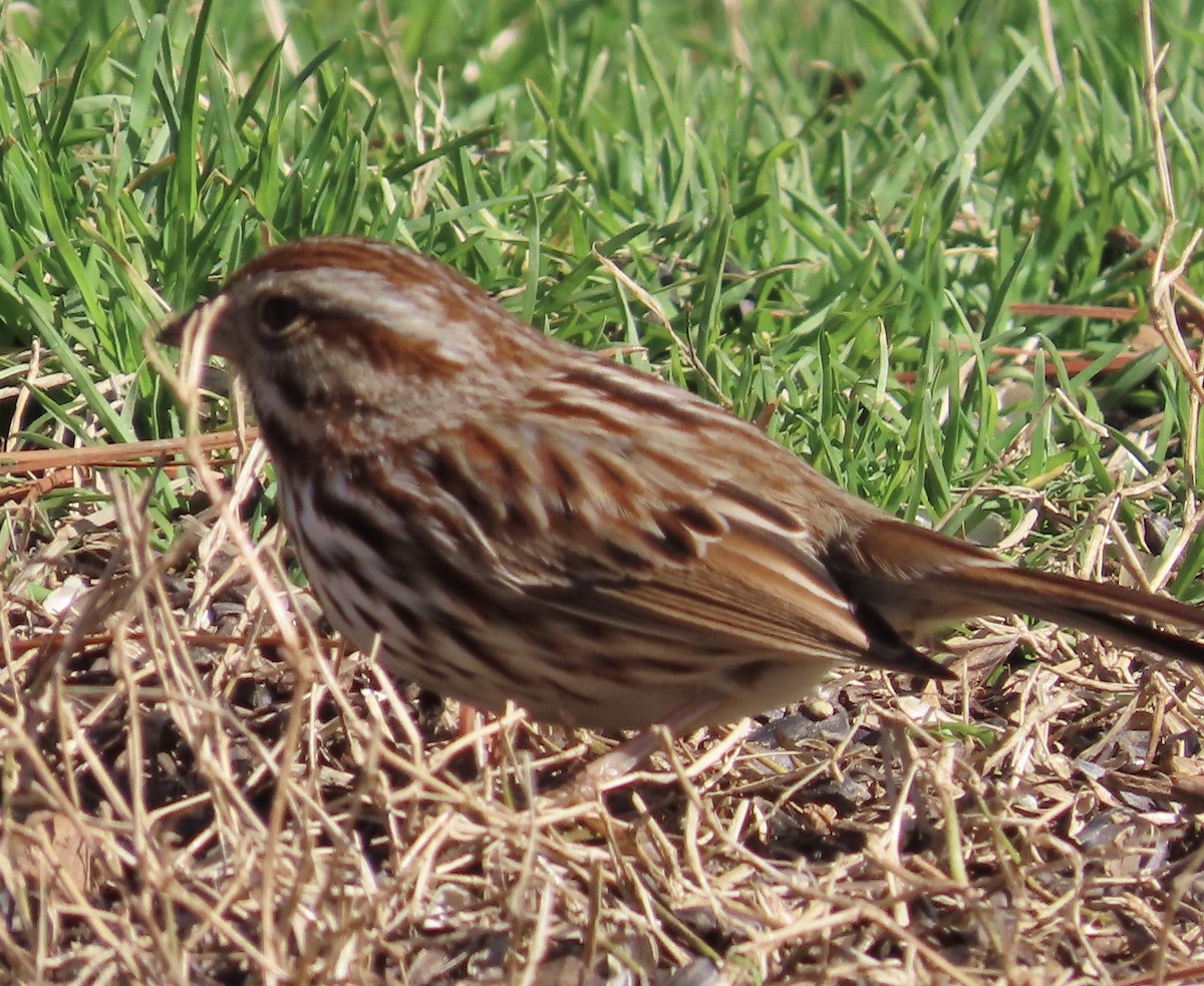 Song Sparrow - ML531387361