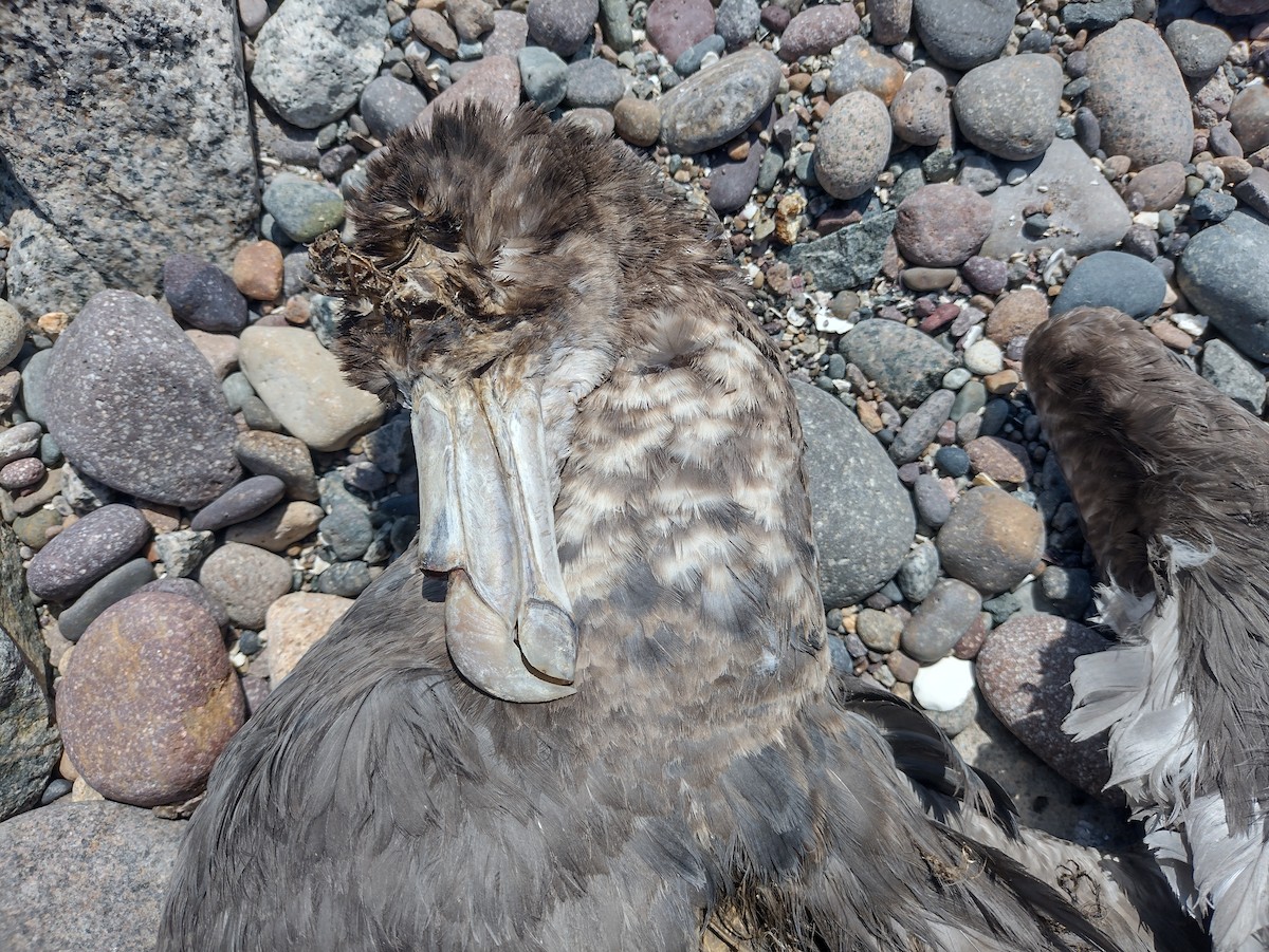 Northern Giant-Petrel - ML531387841