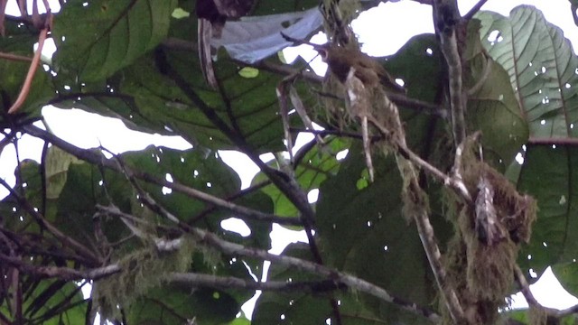 Ochre-breasted Tanager - ML531387881